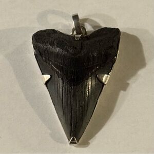 Jungle Tribe Megalodon Shark Tooth Fossil set in Sterling Silver Pendant UNISEX